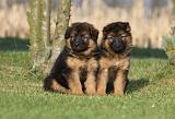 BERGER ALLEMAND 821